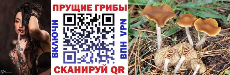 Галлюциногенные грибы GOLDEN TEACHER  сколько стоит  Суздаль 